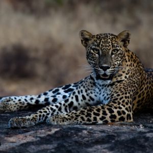 yala 07 hour leopard safari